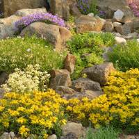Polster-Phlox Atropurpurea P 0,5
