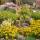 Polster-Phlox Atropurpurea P 0,5