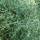 Blaue Rutenhirse Northwind P1