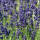 Lavendel Hidcote Blue C3
