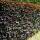 Blutbuche Atropunicea 110-130cm im 2,5l Topf