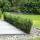 Ilex crenata Robustico 30-40cm im 2l Topf