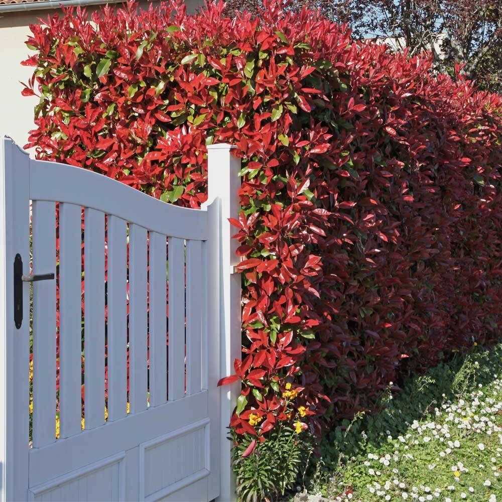 fargesia jumbo hecke Bambus Jumbo (Fargesia murieliae 'Jumbo') | 60-80 cm im Topf main image 0
