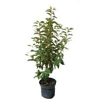 Portugiesischer Lorbeer Angustifolia 60-70cm im 3l Topf