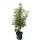 Portugiesischer Lorbeer Angustifolia 60-70cm im 3l Topf