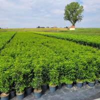 Portugiesischer Lorbeer Angustifolia 80-100cm im 5l Topf