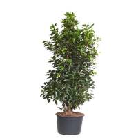 Portugiesischer Lorbeer Angustifolia 125-150cm im 12l Topf