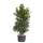 Portugiesischer Lorbeer Angustifolia 125-150cm im 12l Topf