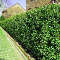 Portugiesischer Lorbeer Angustifolia 180-200cm im 45l Topf