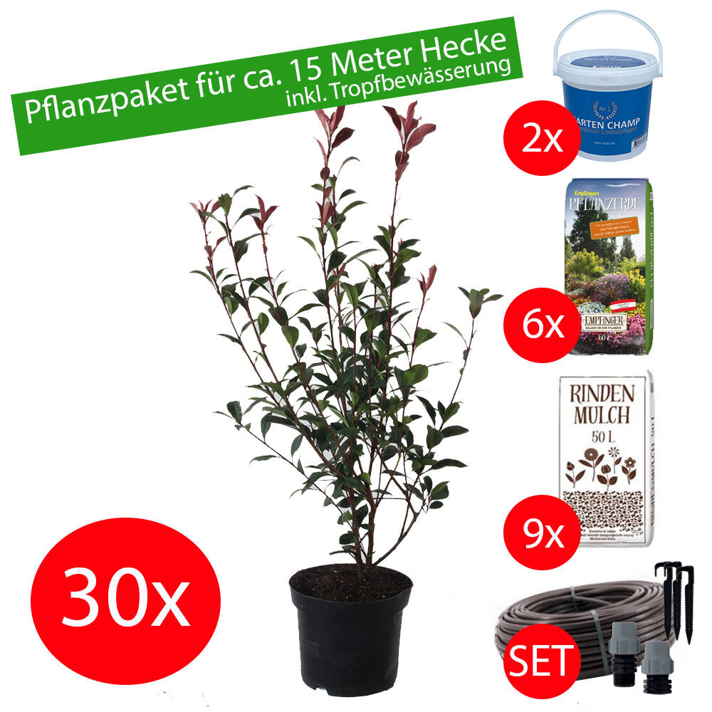 Pflanzpaket Glanzmispel 'Red Robin' 60-80cm inkl. Zubehr online best,  838,00