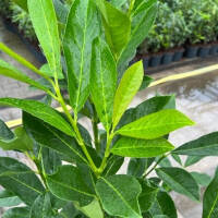 Kirschlorbeer Caucasica Fontanette® 80-100cm im 5l Topf
