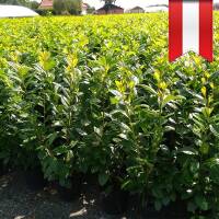 Kirschlorbeer Elly 40-60cm im 3l Topf