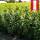 Kirschlorbeer Elly 40-60cm im 3l Topf