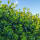 Kirschlorbeer Caucasica 80-100cm im 5l Topf