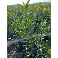 Kirschlorbeer Caucasica 80-100cm am Ballen