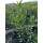 Kirschlorbeer Caucasica 80-100cm am Ballen