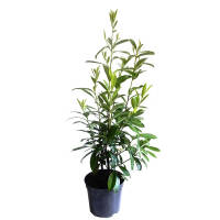 Kirschlorbeer Caucasica 80-100cm im 5l Topf