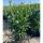 Kirschlorbeer Caucasica 80-100cm im 5l Topf