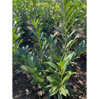 Kirschlorbeer Caucasica 60-80cm am Ballen