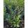 Kirschlorbeer Caucasica 60-80cm am Ballen