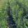 Kirschlorbeer Caucasica 100-125cm am Ballen