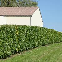 Kirschlorbeer Caucasica 125-150cm im 7,5l Topf