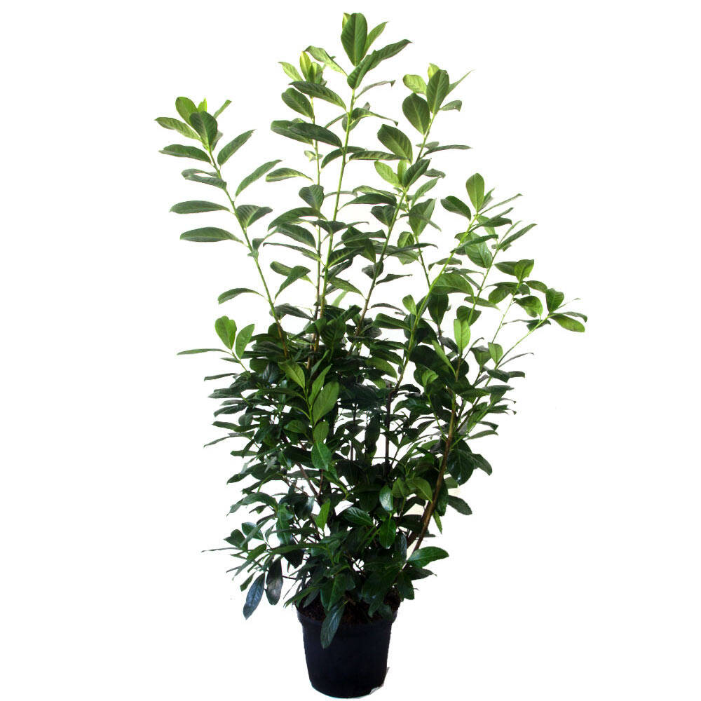 Kirschlorbeer 'Caucasica' 130-150cm online bestellen und liefern lass,  35,62