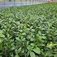 Kirschlorbeer Caucasica 130-150cm im 10l Topf