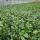 Kirschlorbeer Caucasica 130-150cm im 10l Topf