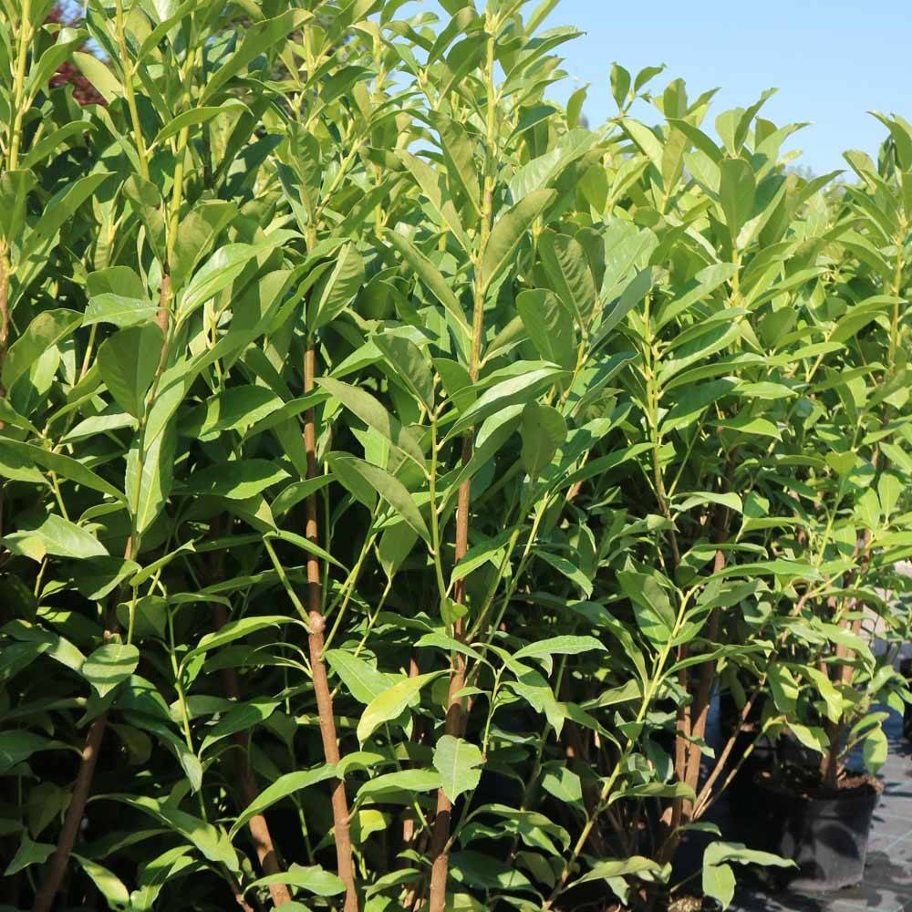 Kirschlorbeer 'Caucasica Fontanette' bestellen, 24,60
