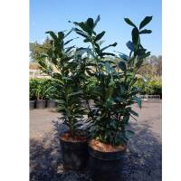 Kirschlorbeer Elly 60cm+ im 3l Topf
