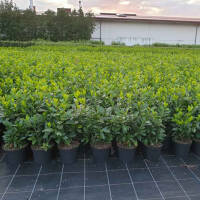 Kirschlorbeer Etna 130-150cm im 15ll Topf