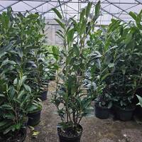 Kirschlorbeer Elly 80cm+ im 5l Topf