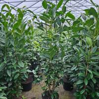 Kirschlorbeer Elly 125-150cm im 12l Topf