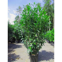 Kirschlorbeer Elly 150-175cm im 15l Topf