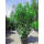 Kirschlorbeer Elly 150-175cm im 15l Topf