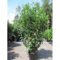 Kirschlorbeer Elly 175-200cm im 20l Topf