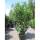 Kirschlorbeer Elly 175-200cm im 20l Topf