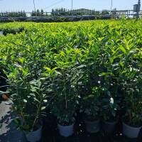 Kirschlorbeer Genolia 110-120cm im 7,5l Topf