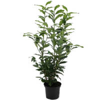 Kirschlorbeer Genolia 110-120cm im 7,5l Topf