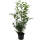 Kirschlorbeer Genolia 110-120cm im 7,5l Topf
