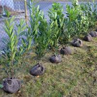 Kirschlorbeer Genolia® 80-100cm am Ballen