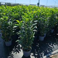 Kirschlorbeer Genolia 130-150cm im 12l Topf