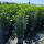 Kirschlorbeer Genolia 130-150cm im 12l Topf