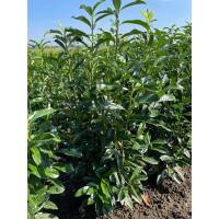 Kirschlorbeer Genolia® 125-150cm am Ballen
