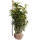 Kirschlorbeer Genolia® 125-150cm am Ballen