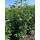 Kirschlorbeer Genolia® 125-150cm am Ballen