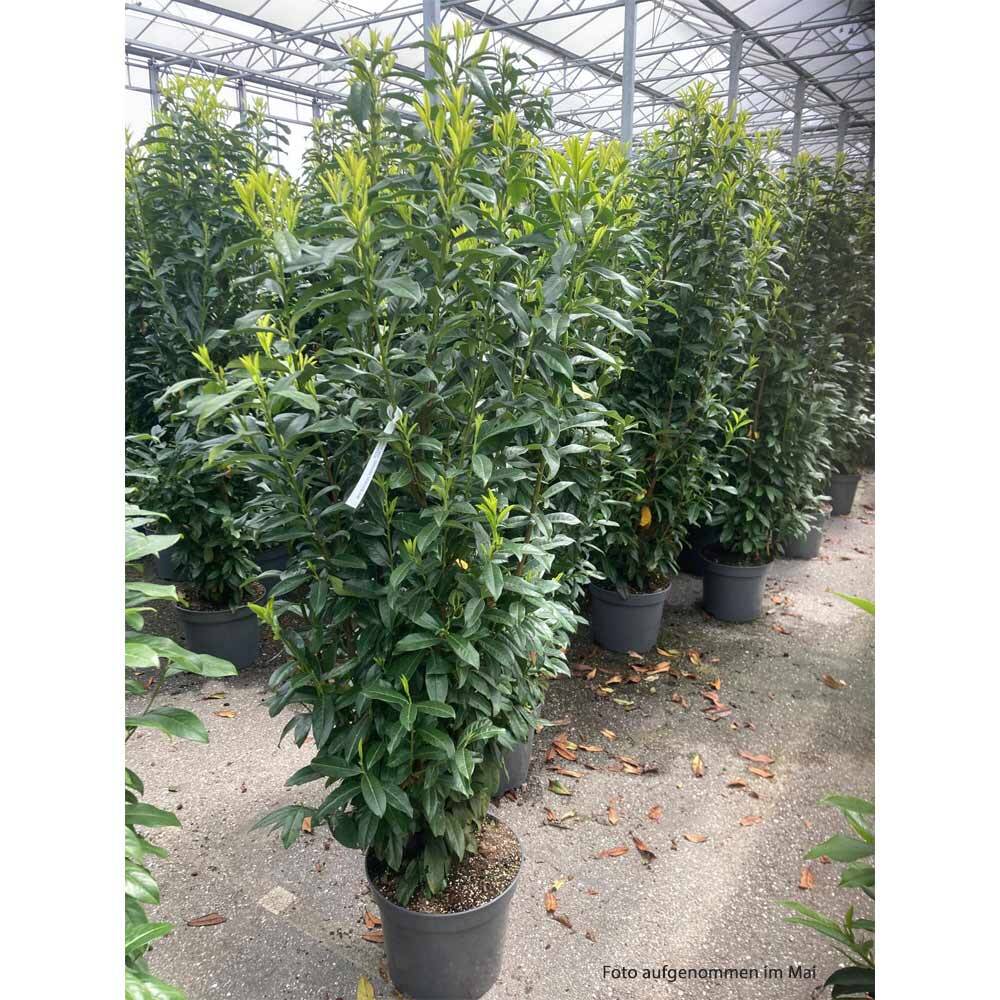 Kirschlorbeer 'Genolia' 180-200cm online bestellen und liefern lasse,  109,72