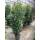 Kirschlorbeer Genolia 180-200cm im 20l Topf