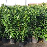 Kirschlorbeer Novita 110-120cm im 7,5l Topf